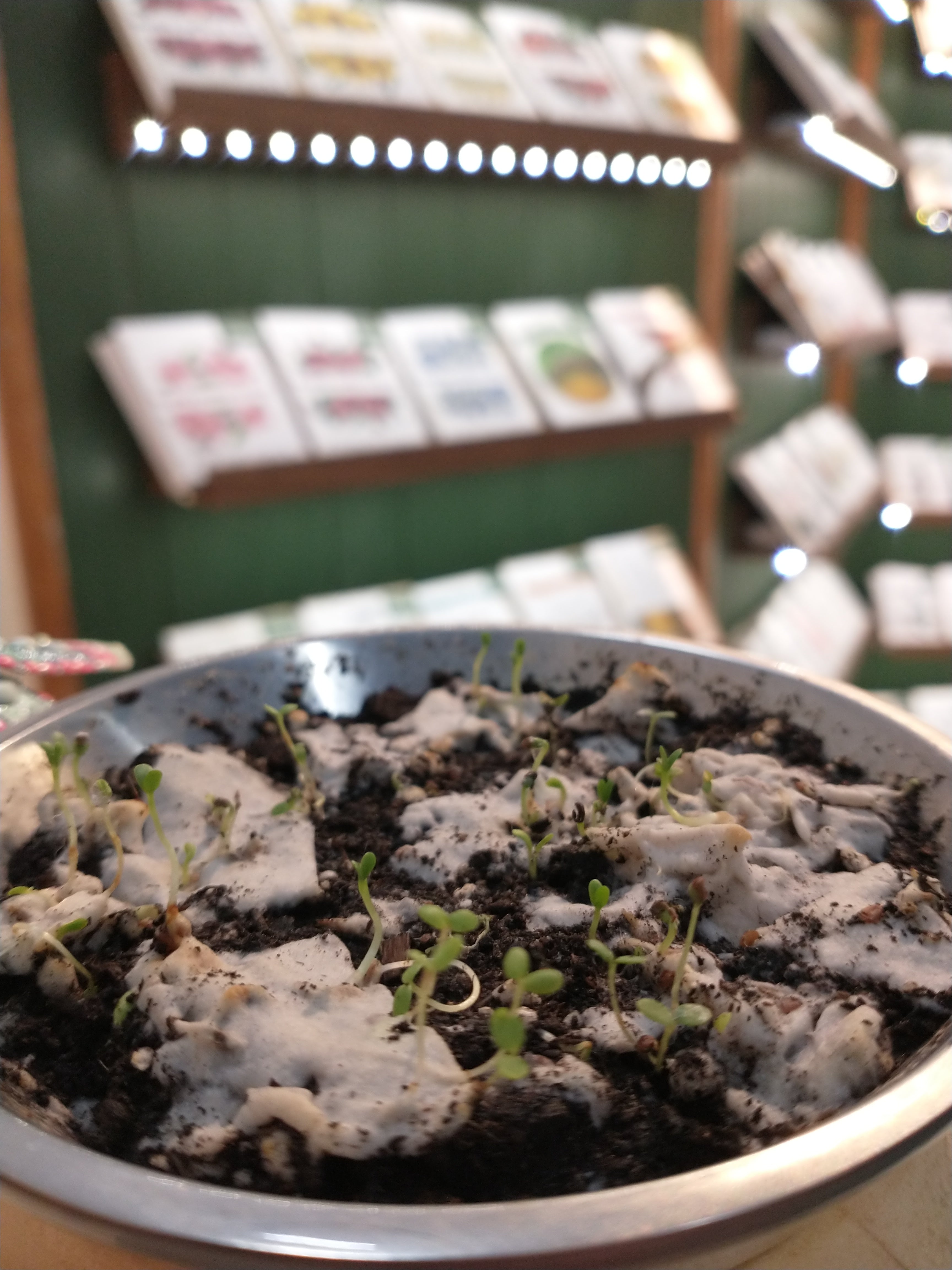 The Benefits of Seeded Paper – SEEDED MEMORIES