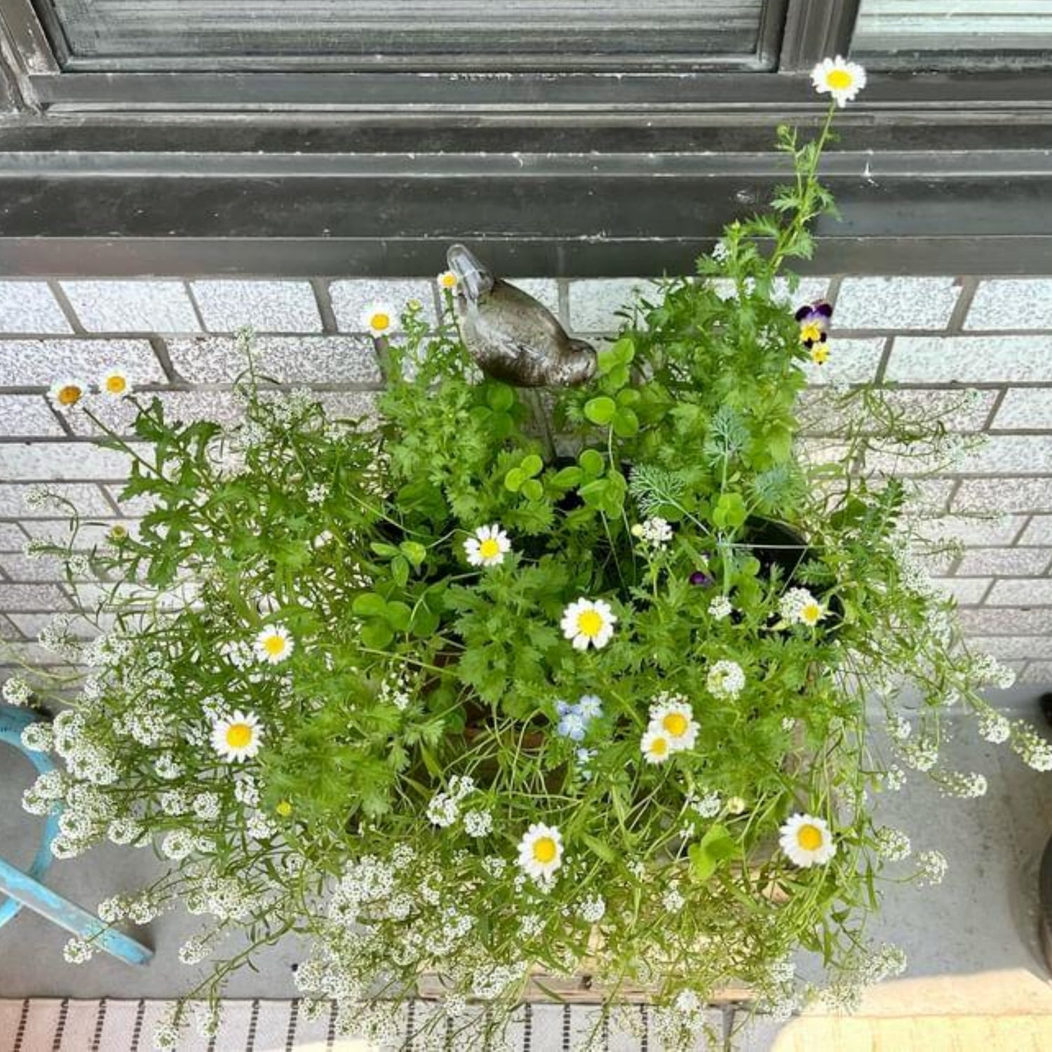 Arnold the Cat Planter - Cat card