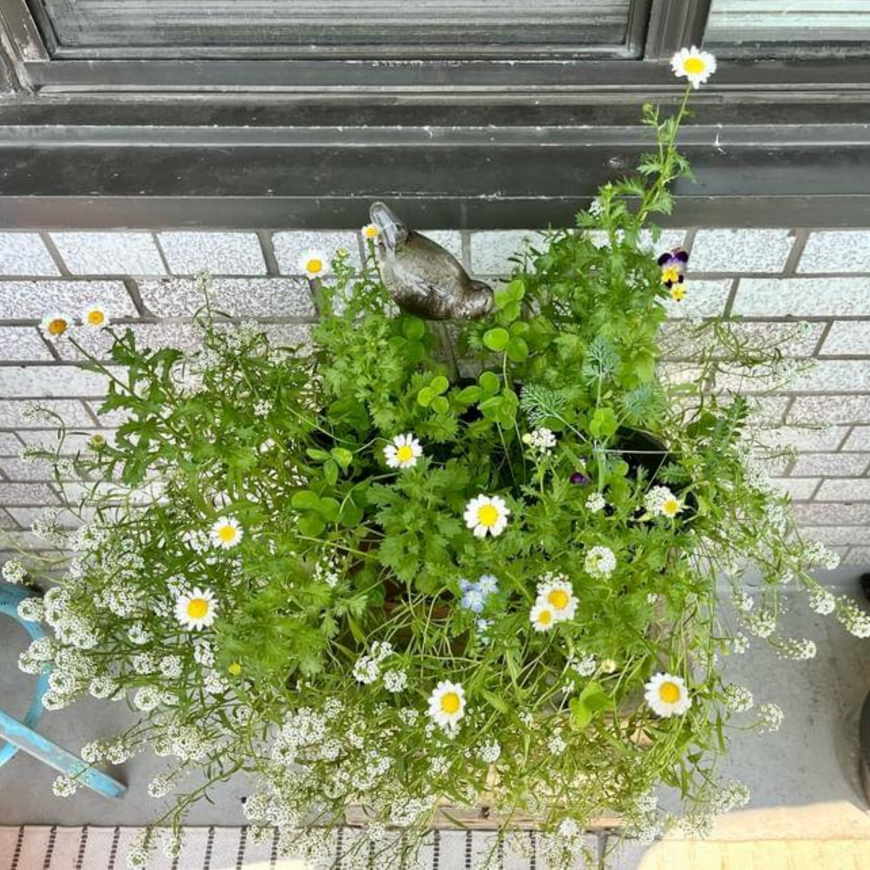Arnold the Cat Planter - Cat card